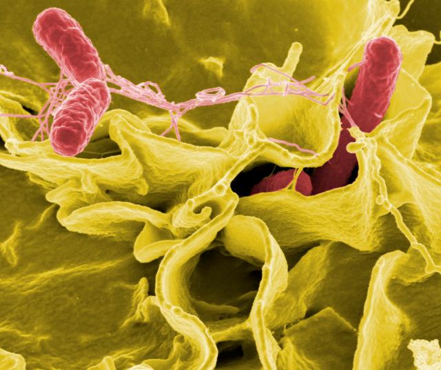 MyCPD – Biokult for the treatment of antibiotic associated diarrhea explored